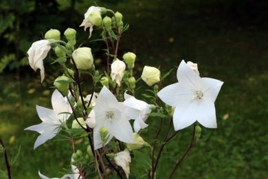 Ballonblume - Platycodon grandiflorus