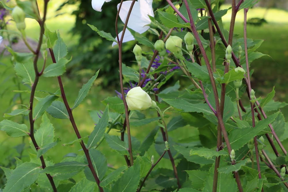 Ballonblume - Platycodon grandiflorus