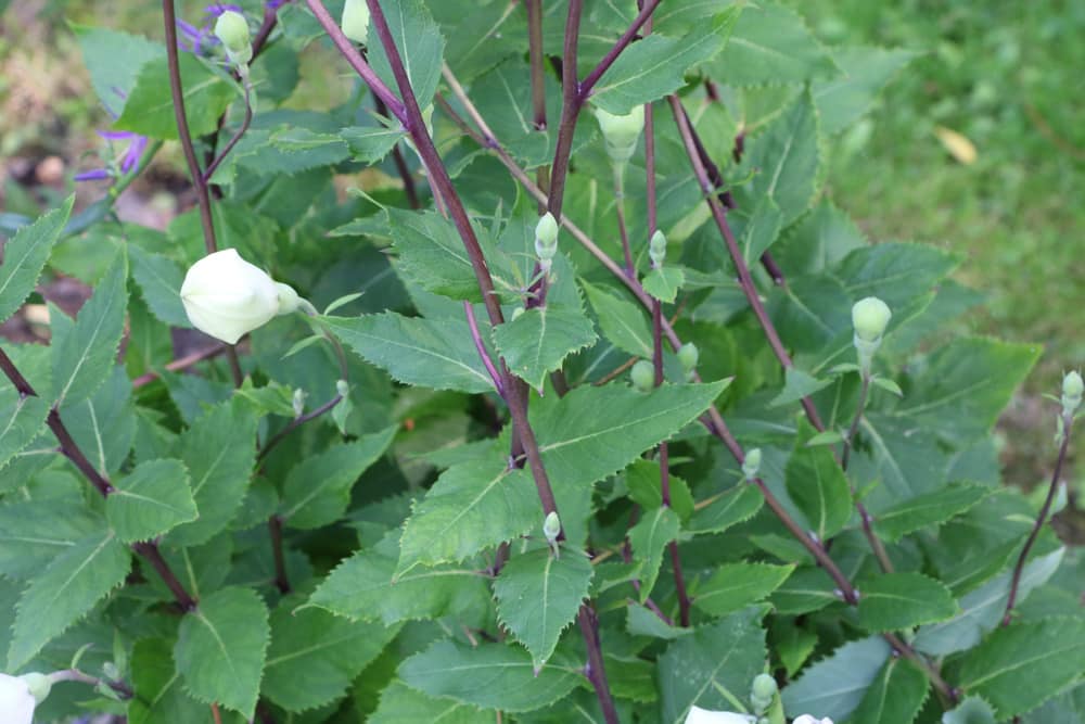 Ballonblume - Platycodon grandiflorus