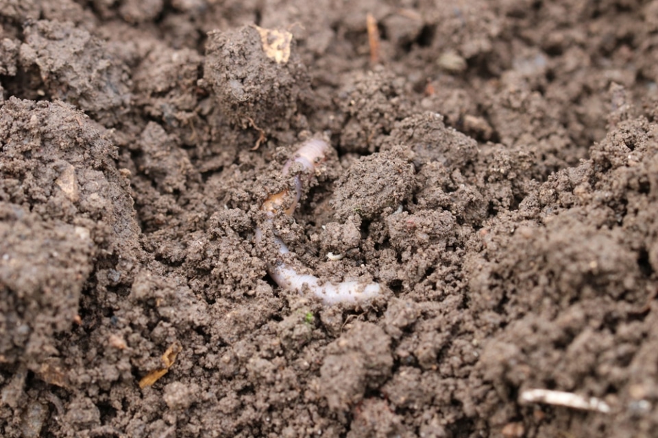 Anleitung Lehmboden im Garten auflockern und verbessern