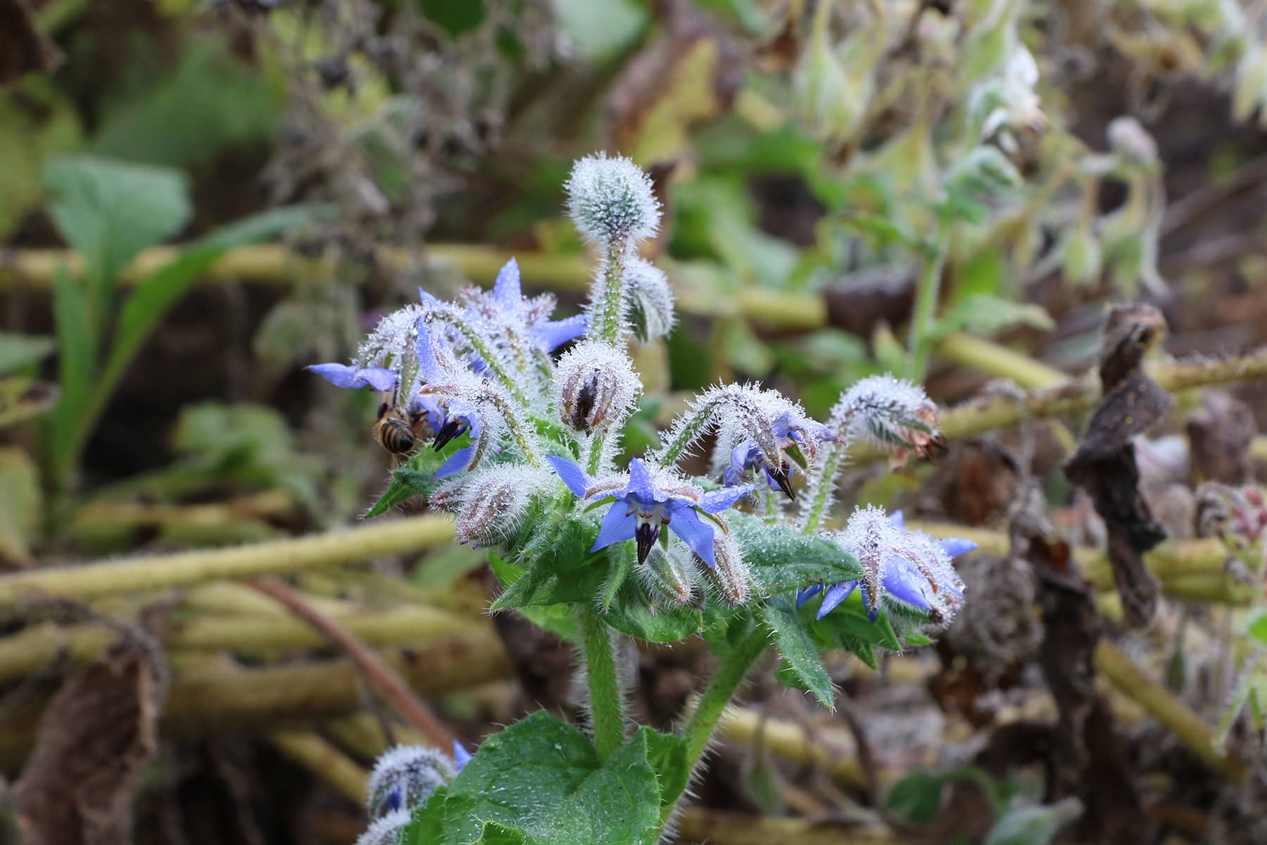 Borretsch - Borago officinalis