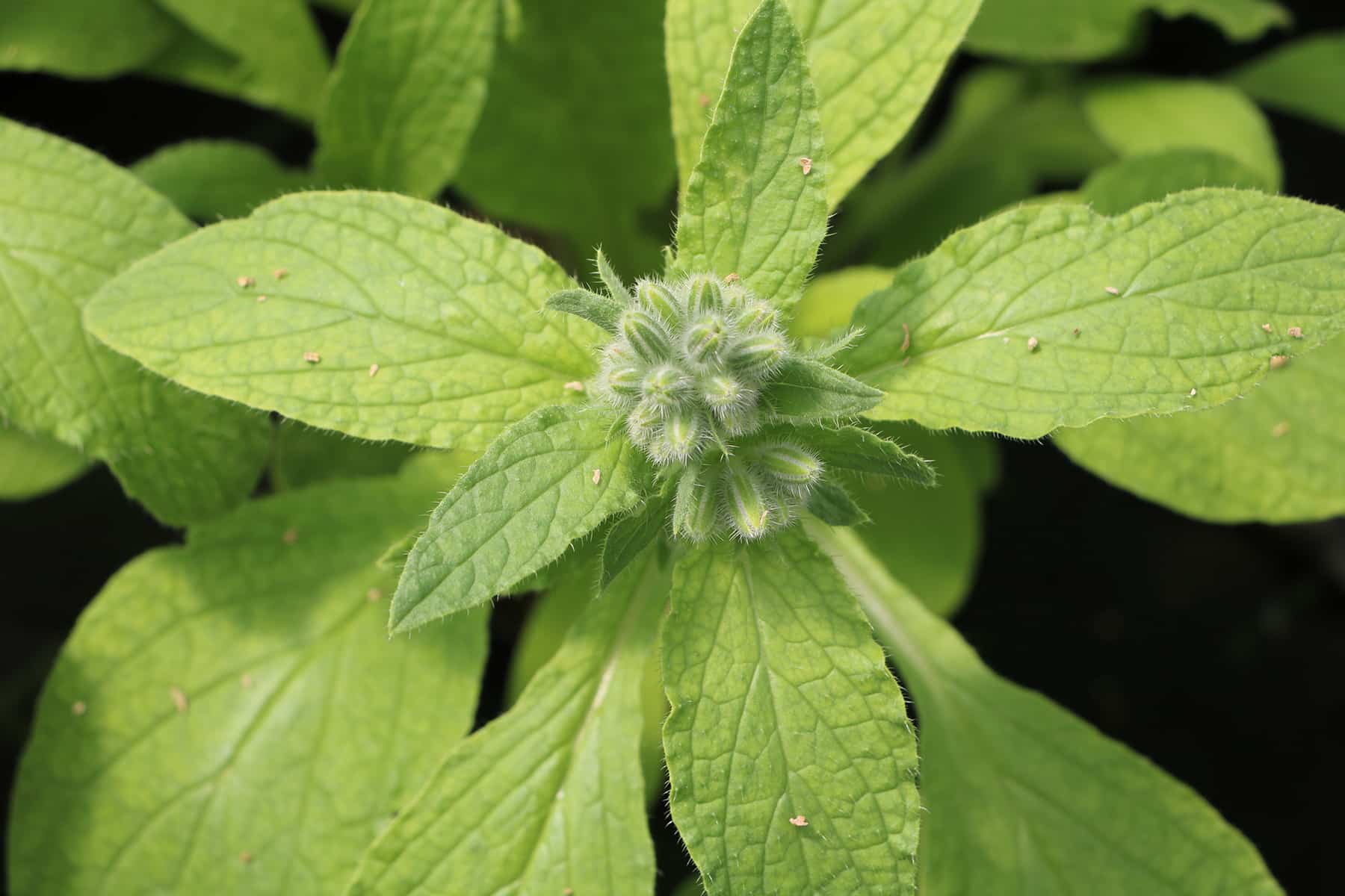 Borretsch - Borago officinalis