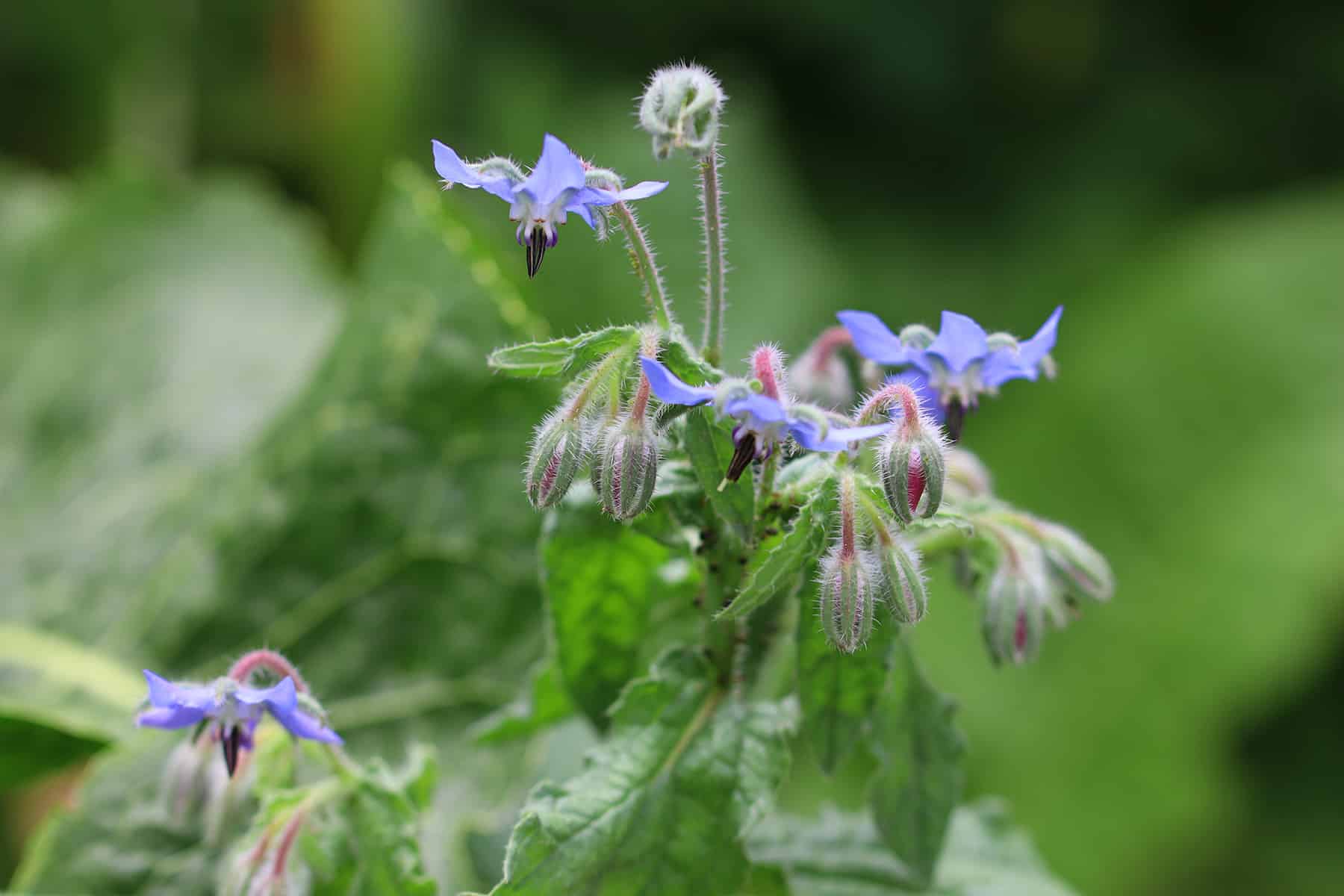 Borretsch - Borago officinalis