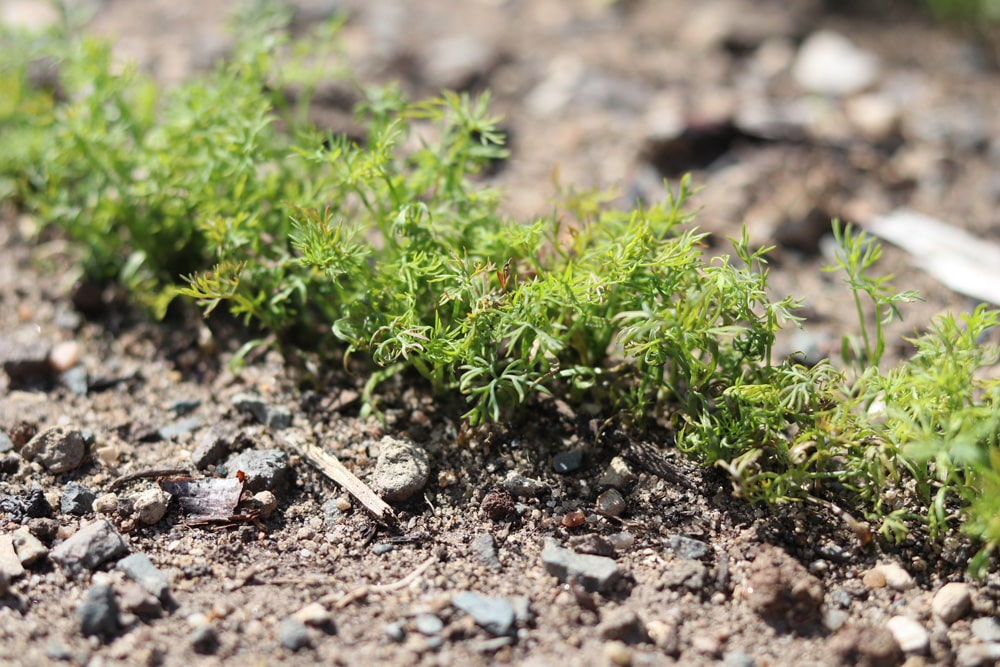 Dill - Gurkenkraut - Aanethum graveolens