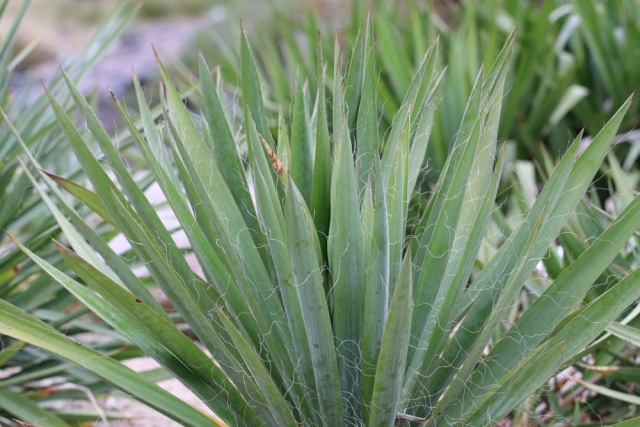 Palmlilie, GartenYucca Filamentosa Pflege und Schneiden