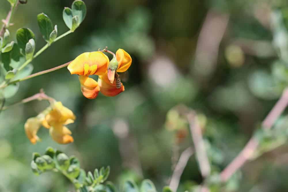 gelber Blasenstrauch - Colutea arborescens