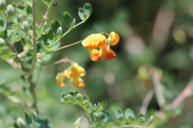 gelber Blasenstrauch - Colutea arborescens