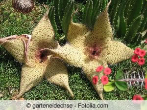 hoodia kaktus