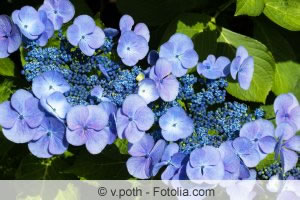 Blau gefärbte Hortensie