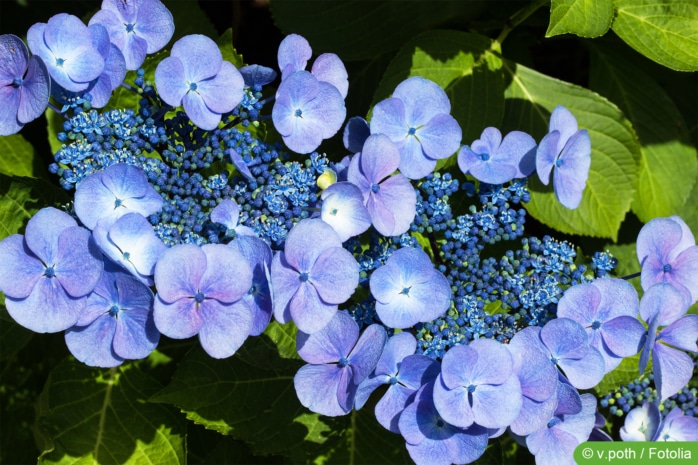 Hortensie mit blauen Blüten