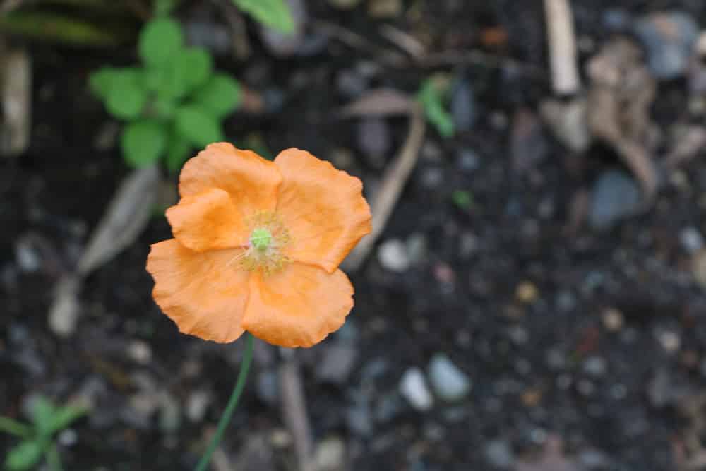 Islandmohn - Papaver nudicaule