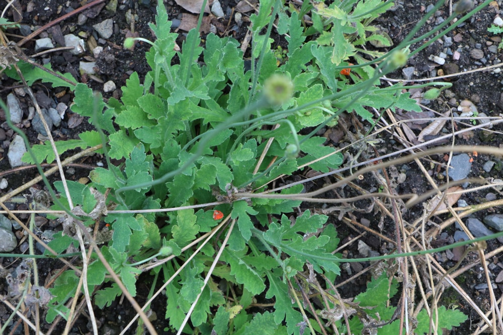 Islandmohn - Papaver nudicaule