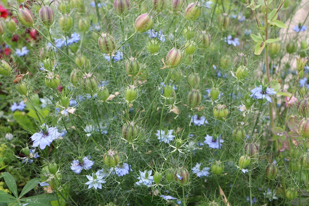 Jungfer im Grünen