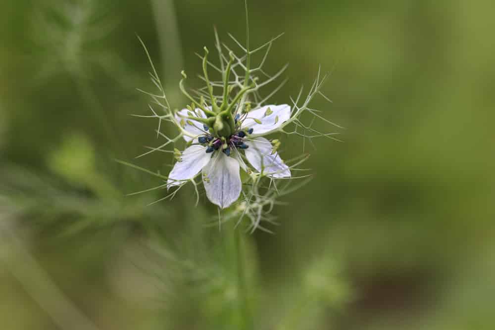 Jungfer im Grünen