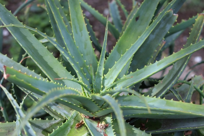 Kap-Aloe, Aloe ferox