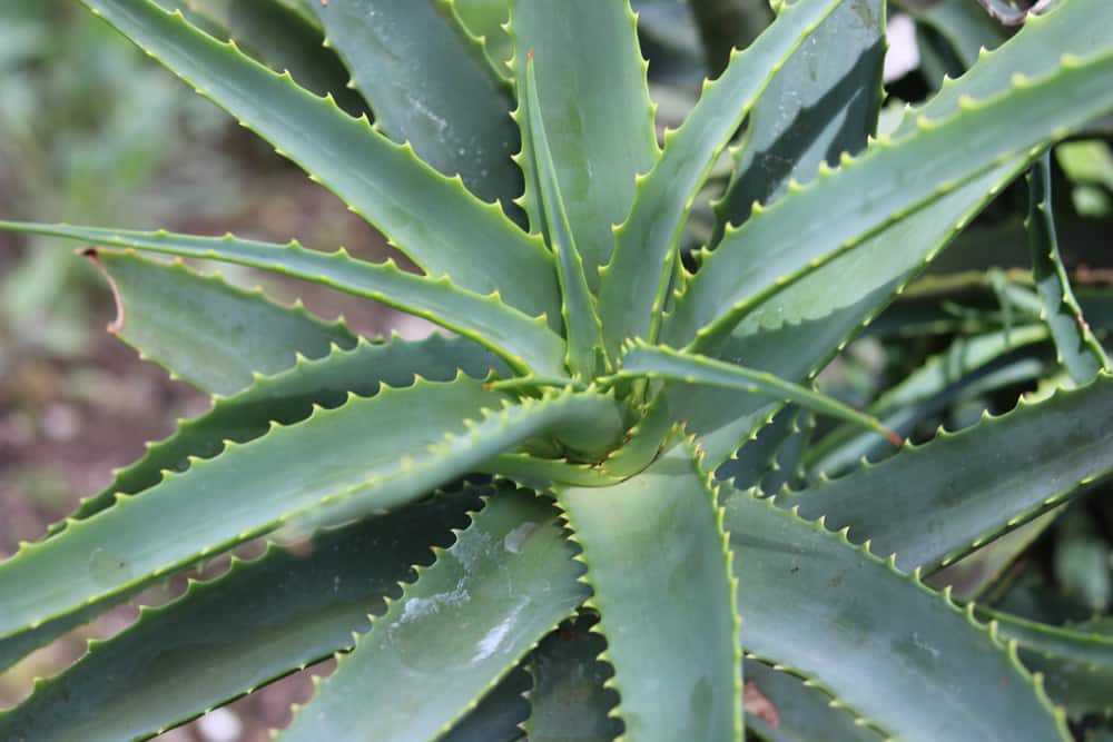 Kap-Aloe, Aloe ferox