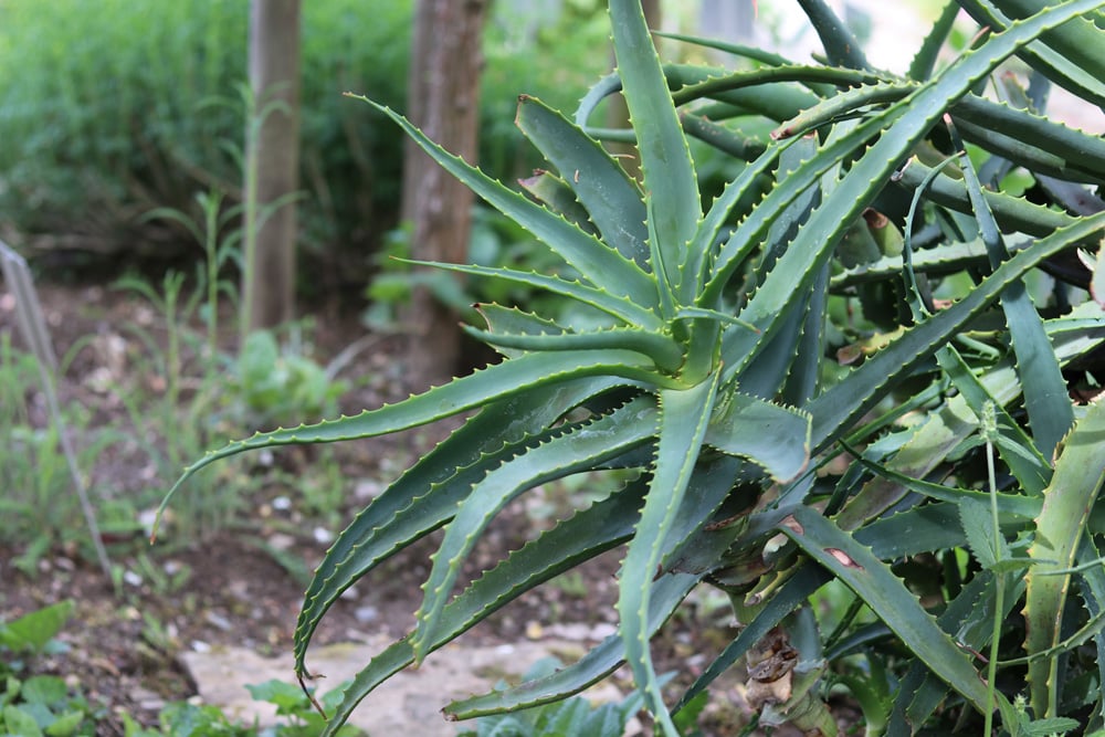 Kap-Aloe, Aloe ferox