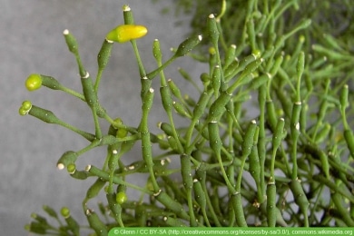 Keulen Binsenkaktus - Hatiora salicornioides