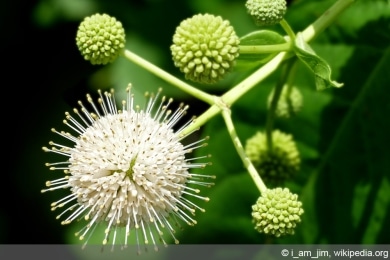 Knopfbusch - Cephalanthus occidentalis