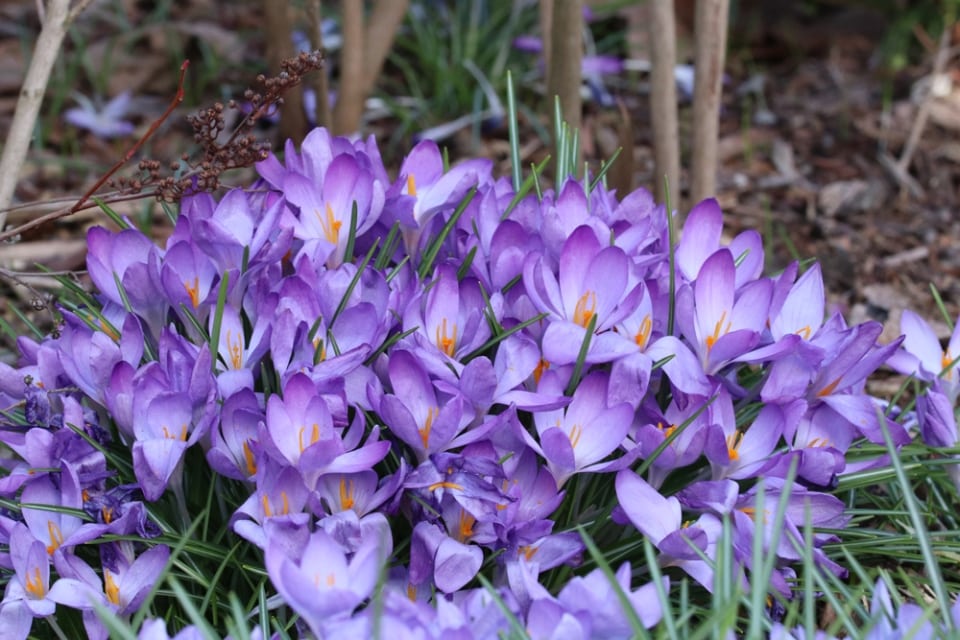 Frühjahrsblüher einpflanzen Anleitung und Liste der Farben