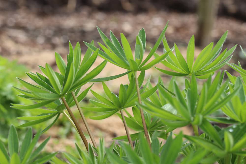 Lupine - Lupinus