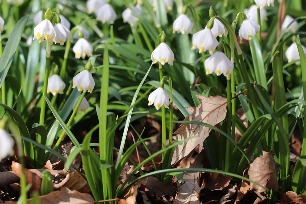 Märzenbecher - Leucojum vernum