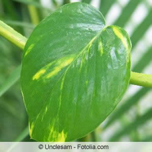 Monstera