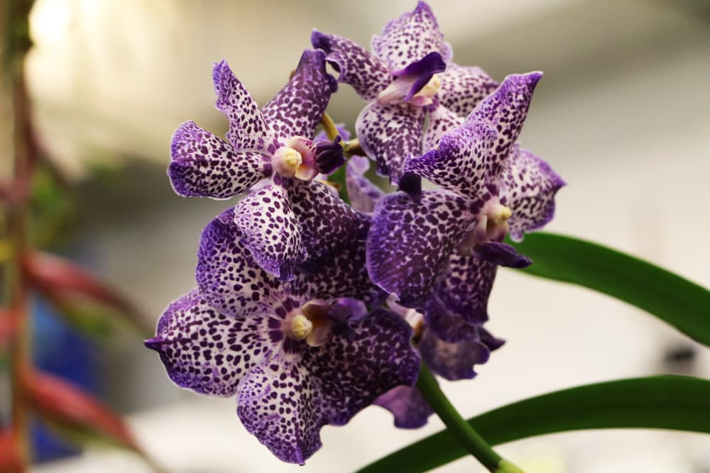 Orchidaceae - Orchideen Vanda
