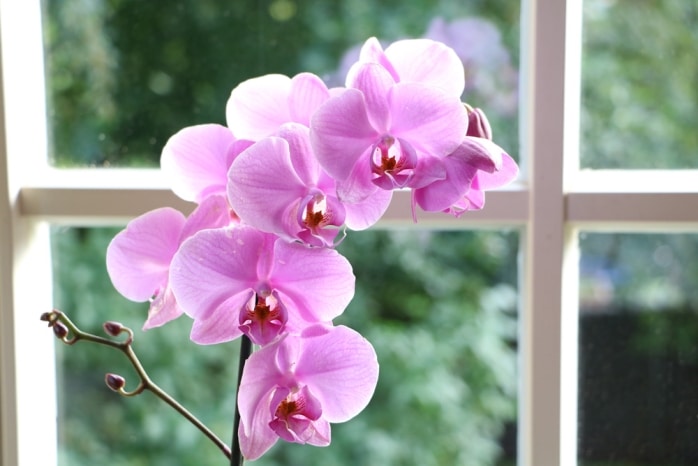 Orchidaceae - Phalaenopsis Orchideen