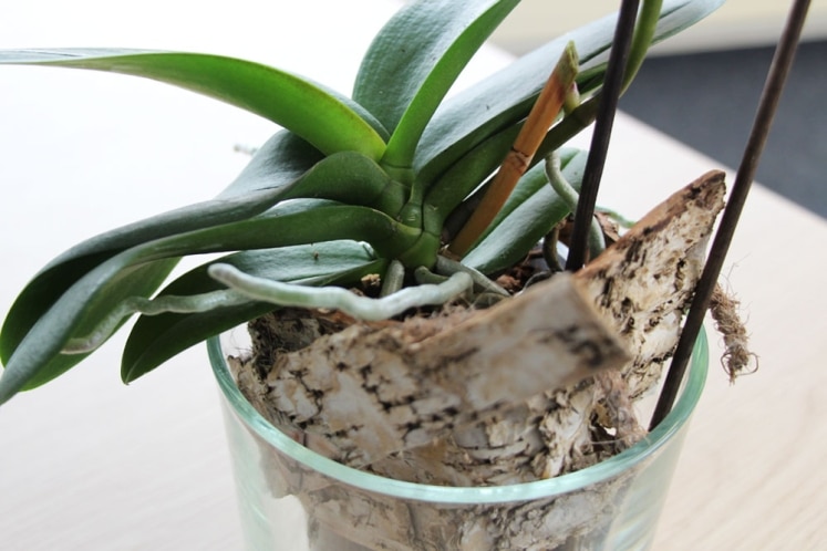 Orchideen im Glas ohne Erde halten PflegeTipps
