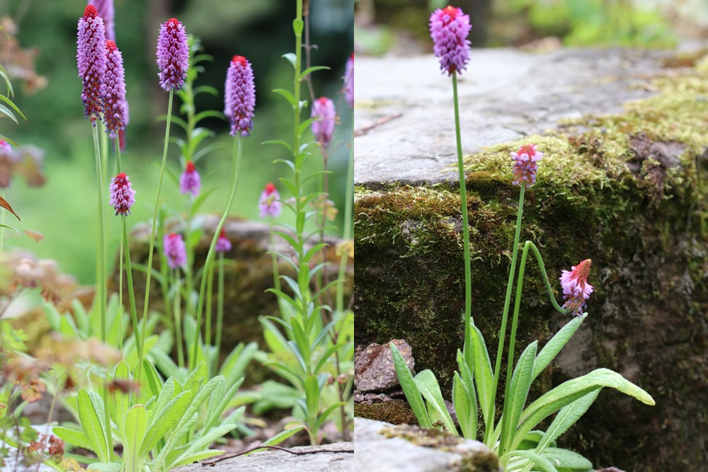 Orchideenprimel - Primula vialii