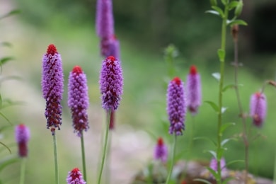 Orchideenprimel - Primula vialii