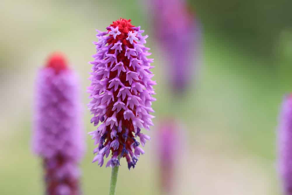 Orchideenprimel - Primula vialii