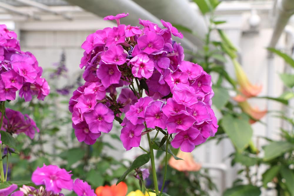 Phlox - Standort, Pflanzen, Vermehren und Schneiden - Hausgarten.net