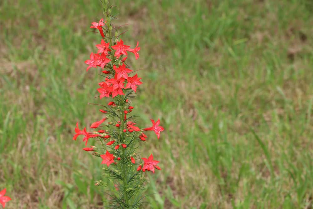 Phlox