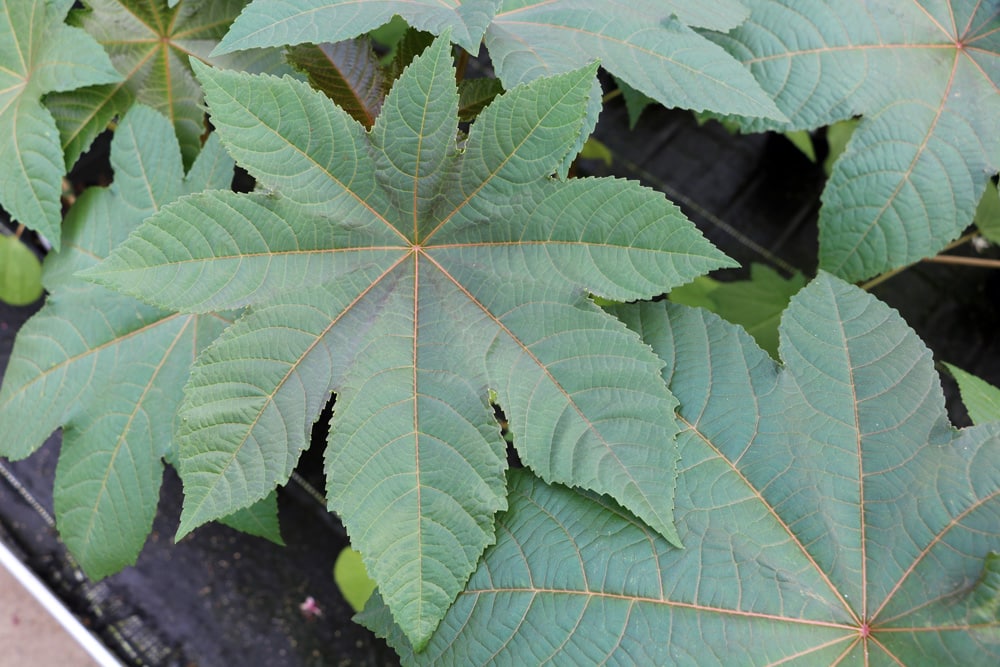 Rizinus - Wunderbaum - Ricinus communis