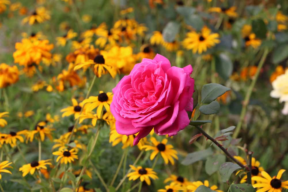 Verblühte Rose abschneiden