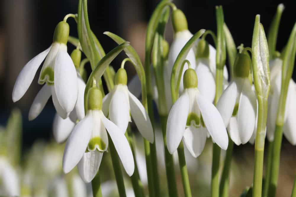 Schneeglöckchen - Galanthus