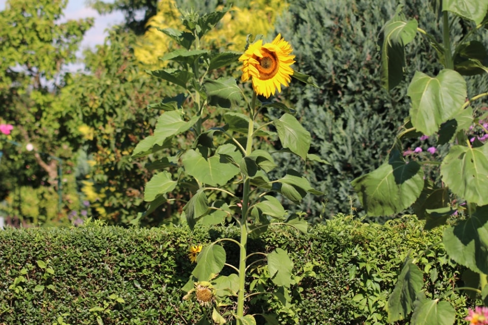 SonnenblumenAnzucht Aussaat, Standort und Pflege