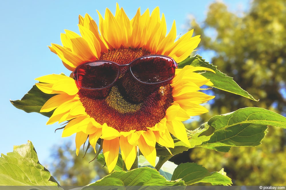 Sonnenblume - Helianthus annuus