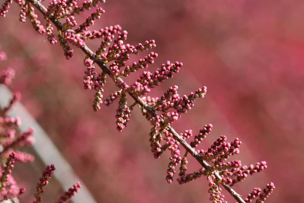 Sommertamariske, Tamarix ramosissima Rubra - Pflege - Hausgarten.net