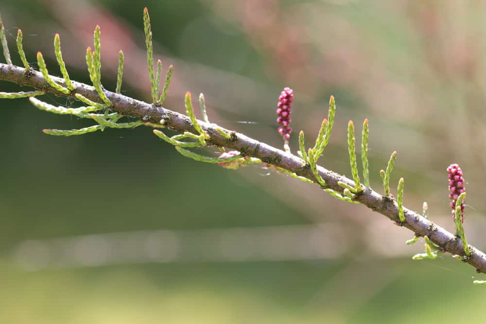 Tamariske - Tamarix