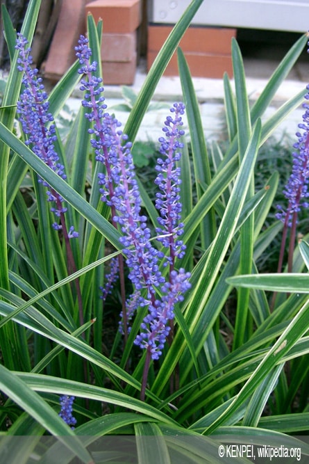 Traubenlilie - Lilientraube - Liriope muscari