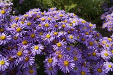 Alpen aster