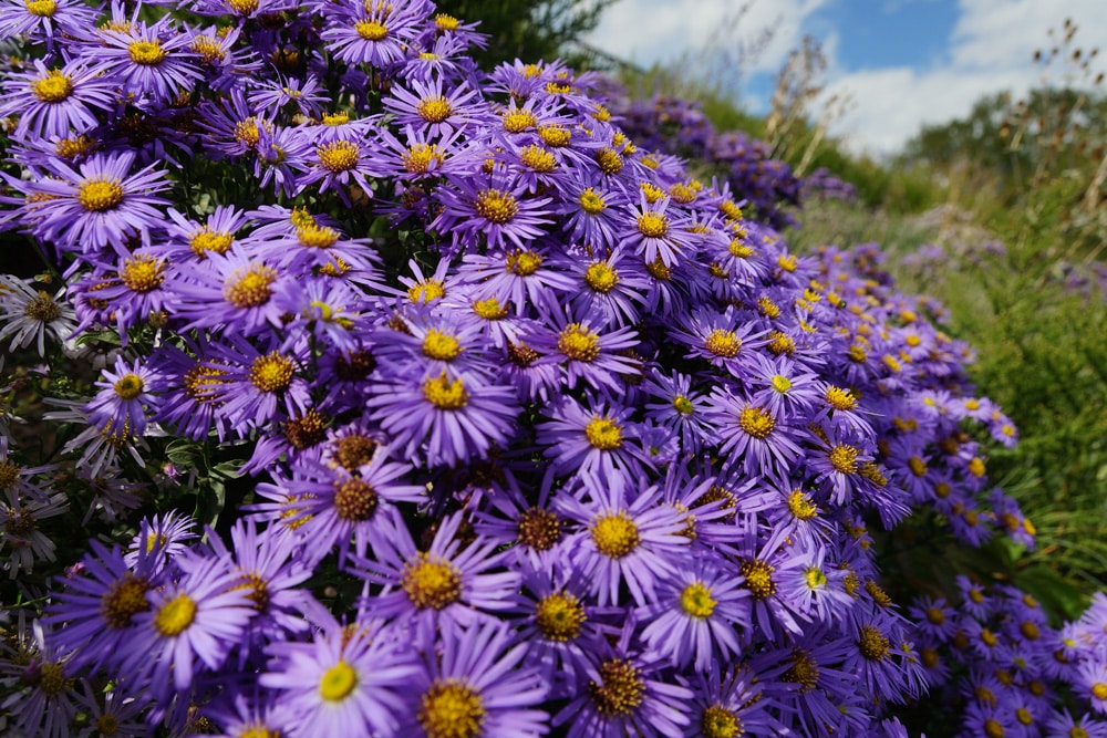 Alpen aster