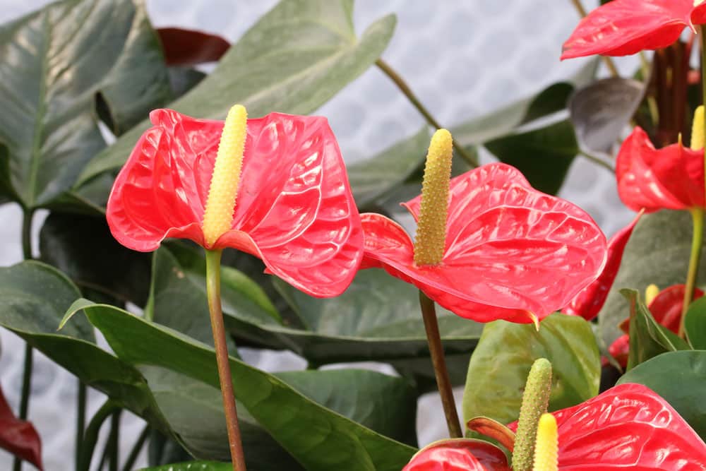 Flamingoblume, Anthurie - das hilft bei gelben/braunen Blttern -  Hausgarten.net