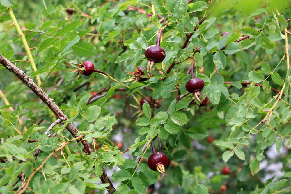 Bibernellrose - Dünenrose - Rosa pimpinellifolia 