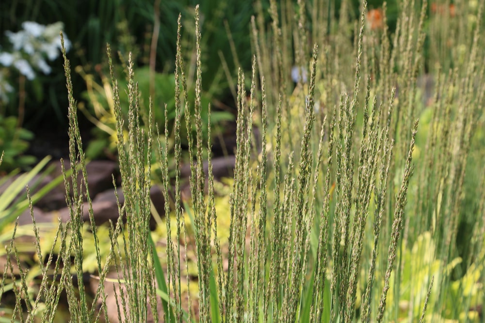  blaues Pfeifengras - Molinia caerulea