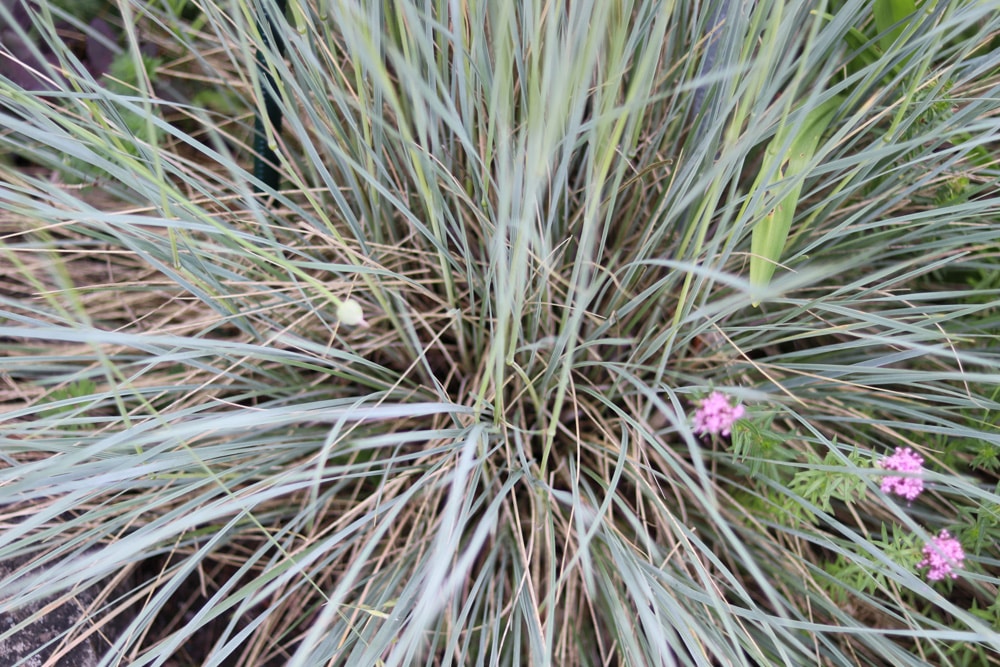 Blaustrahlhafer - Helictotrichon sempervirens