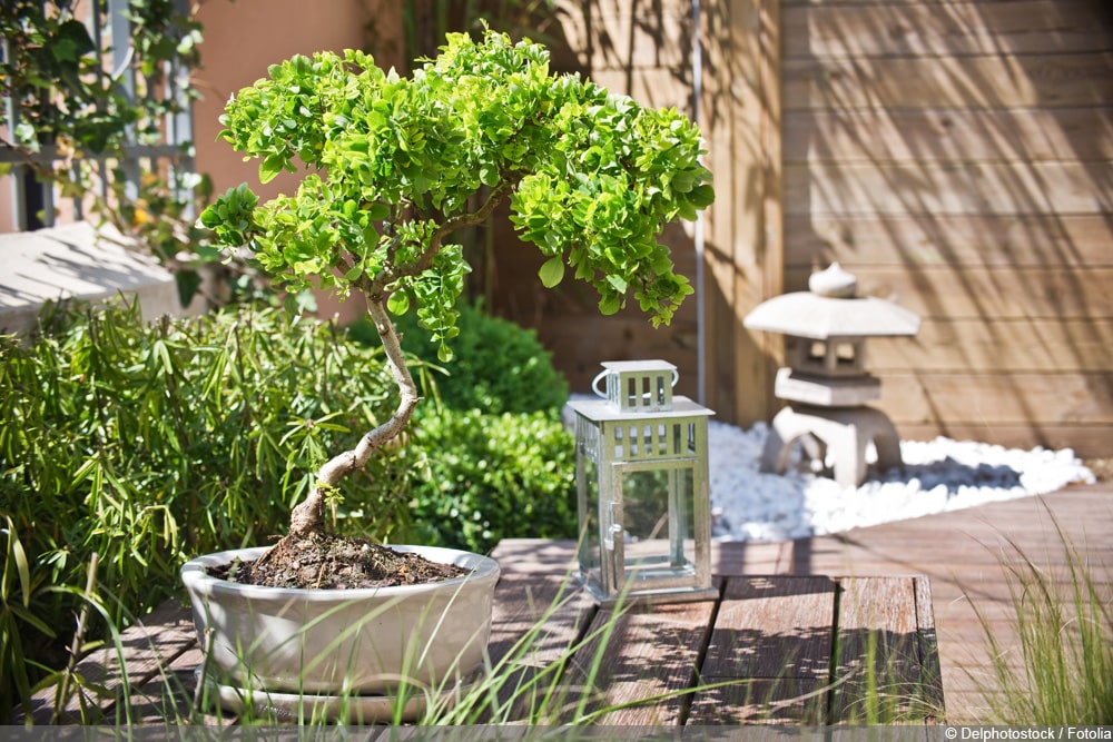 Bonsai Bäumchen schneiden